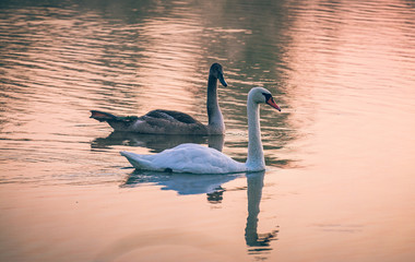 Wall Mural - Swan