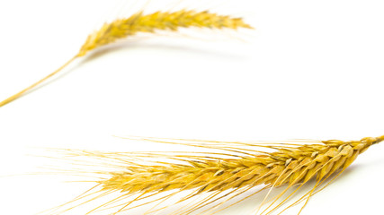 Wheat ear. Whole, barley, harvest wheat sprouts. Wheat grain ear or rye spike plant isolated on white background, for cereal bread flour. Element of design.