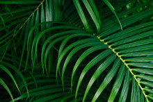 Plam Leaves Natural Green Pattern On Dark Background - Leaf Beautiful In The Tropical Forest Plant Jungle