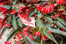 Mini Begonia Flower Bed With Label Written In English And Malay