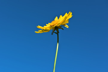 The beautiful wild flowers in the garden.