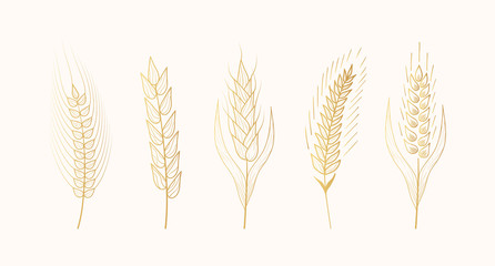 Wall Mural - Gold malt, barley, wheat ears silhouettes. Gold grain cereal for beer making or bakery. Vector isolated vintage illustration. 