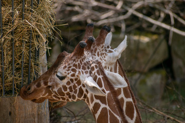 Poster - Closeup of a giraffe eating dried hay in Zoo Osnabruck