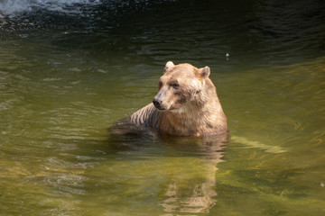 Poster - Adorable brown bear swimming in the water