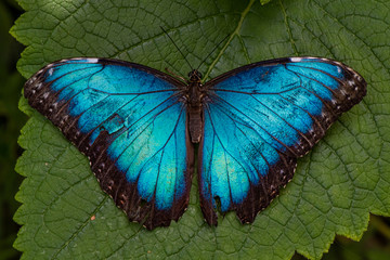 blue morpho butterfly