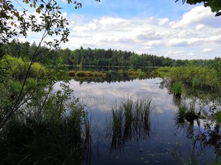 Wall Mural - lake in the forest