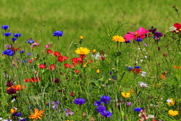 Sticker - nice meadow flowers texture