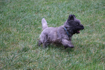 Wall Mural - High angle shot of a cute Cairn Terrier dog running in the grass