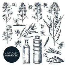 Canola Vegetable Oil On White Background. Vector Hand Drawn Sketch Illustration. Rapeseed Flowers And Dried Plants