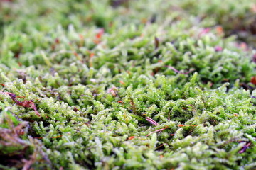 Sticker - green moss texture