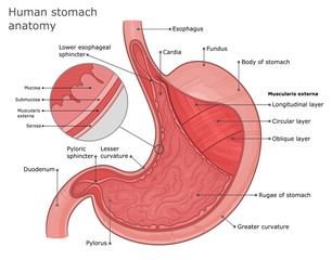 stomach anatomy illustration. external and internal structure of the stomach. stomach layers anatomy
