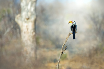 Two Southern yellow-billed Hornbill bird, sitting on branches in African landscape