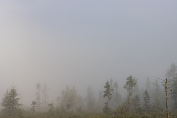 Naklejka na meble Early morning fog over Spruce Bog Trail landscape in Algonquin Provincial Park