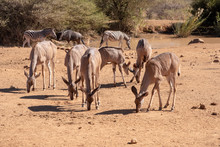 A Browsing Group Of Female Kudu.
