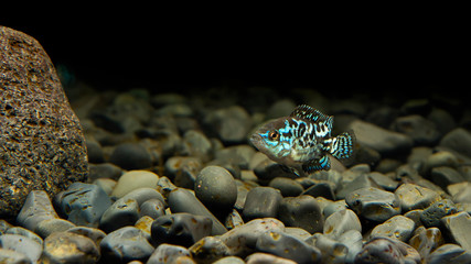 Canvas Print - Cichlid Blue Dempsey in aquarium. This fish also carries the name:Electric Blue Jack Dempsey Cichlid, Electric Blue Dempsey, Neon Blue Dempsey