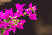 Bright Pink Bougainvillea Flowers On Blurred Green Background