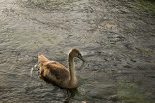 One Young Grey Swan In Clean Green River