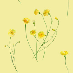 Poster - Seamless pattern of yellow dandelions