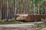Fototapeta Las - viele Baumstämme liegen nach der Holzrückung am Waldweg