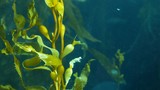 Underwater seamless looped close up of swaying Giant Kelp forest. Sun rays through jade green Seaweed leaves. Diving, Aquarium and Marine concept. Sunlight pierces emerald vibrant exotic Ocean plant