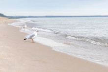 White Gull Looks At The Sea, Side View
