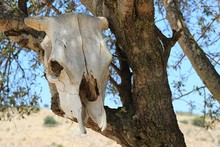 Large Skull Of A Dead Cow Hanging From A Tree. Selective Focus, Blurred Background Of A Deserted Hill With Green Bushes