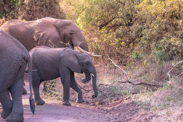 Wall Mural - Elephant in beautiful landscape scenery of bush savannah - Game drive in Lake Manyara National Park, Wild Life Safari, Tanzania, Africa