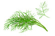 Dill isolated on white background. Fresh bunch dill. Dill weed twig for menu, packaging, cooking book, web, label design. Spicy aromatic annual herbs are grown in the garden.Stock vector illustration