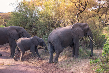 Wall Mural - Elephant in beautiful landscape scenery of bush savannah - Game drive in Lake Manyara National Park, Wild Life Safari, Tanzania, Africa