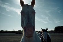 Portrait Of A White Horse With Blue Eyes
