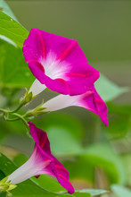 Bright Pink Morning Glory Flowers Blooming On Vine Along Fence In Garden