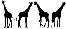 Set Of Giraffe Silhouette Isolated On White. Vector Flat