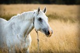 Fototapeta Konie - Portrait of a white horse in a field of golden grass