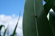 A red ladybug crawls up on a green leaf, blue sky with clouds, selective focus