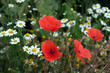 Farm with field of organic flowers poppies and camomile, summer concept, selective focus