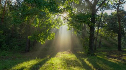 Aufkleber - Mystical magical summer forest with warm sunbeams. Sun rays break through the foliage of magnificent green tree. Green sunny glade in the morning forest. High quality shot 4K shot
