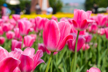 Common Tulipa Liliaceae Tulip