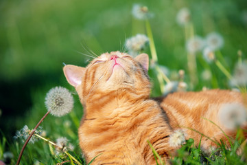 Wall Mural - Cat on nature outdoors. Funny ginger kitten lies on the grass with dandelions in the garden on a summer sunny day