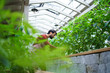 © Halfpoint - Portrait of man gardener working in greenhouse, looking at camera.