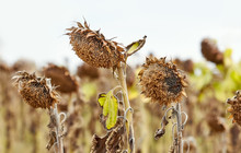 Field Of Withered Sunflowers, Selective Focus.