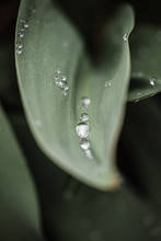 Close Up Of Water Droplets On Green Leaves After A Rain.