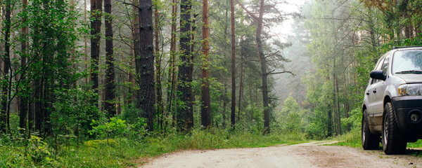 Wall Mural - SUV car on the road in a pine forest