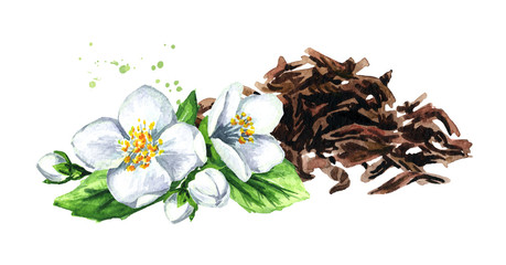 Heap of dry tea leaves and jasmine flower. Hand drawn watercolor illustration isolated on white background