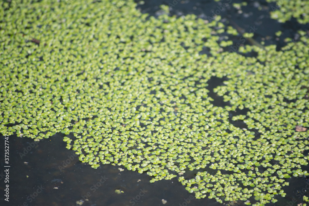 A close up on a duckweed - obrazy, fototapety, plakaty 