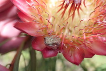 Marmorierter Riedfrosch, Hyperolius Marmoratus Verrucosus, Aus Protea-Blüte In Südafrika, George, Garden Route