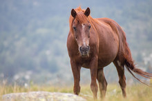 Wild Free Horses Eating And Walking In Pirin Mountain, Bulgraia. Moving Around.