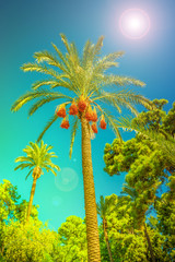 Banner concept with colorful tropical date palm trees with edible sweet fruits at blue gradient sky background with copy space and lens flare effect, details, closeup