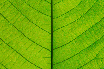 Close up leaf texture. Macro photography.