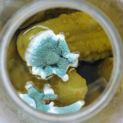 Close-up photo of a blue mold pattern on a pickle in a jar.the concept of violation of storage conditions