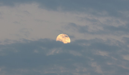 Wall Mural - August orange full moon hides behind blue clouds background, texture.